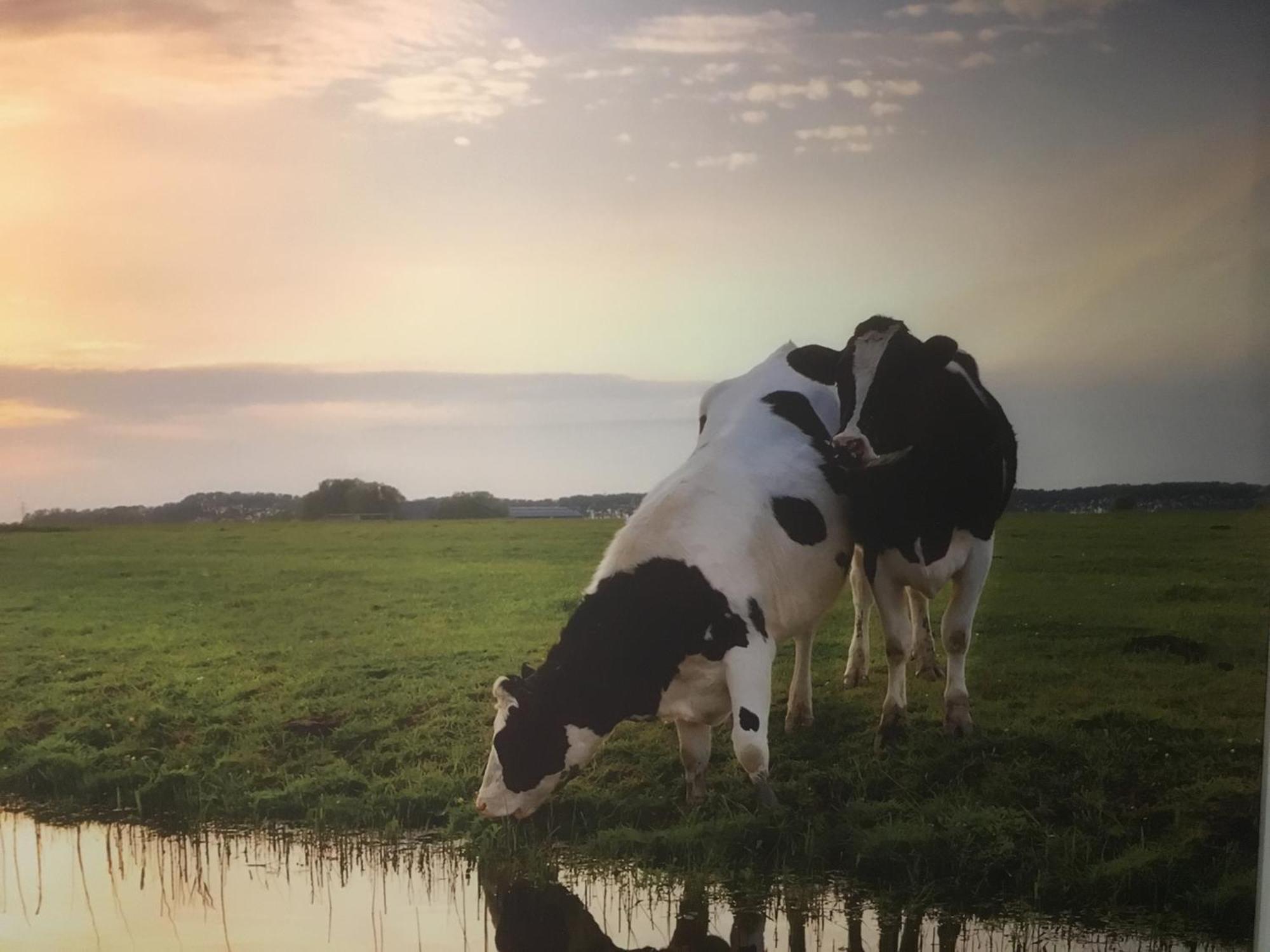 Appartamento Amsterdam Countryside Met Airco ,Geweldig Uitzicht, Luxe Keuken,Wasmachine,Droger,Gratis Fietsen Den Ilp Esterno foto